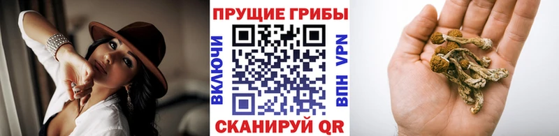 Галлюциногенные грибы прущие грибы  как найти   Фрязино 